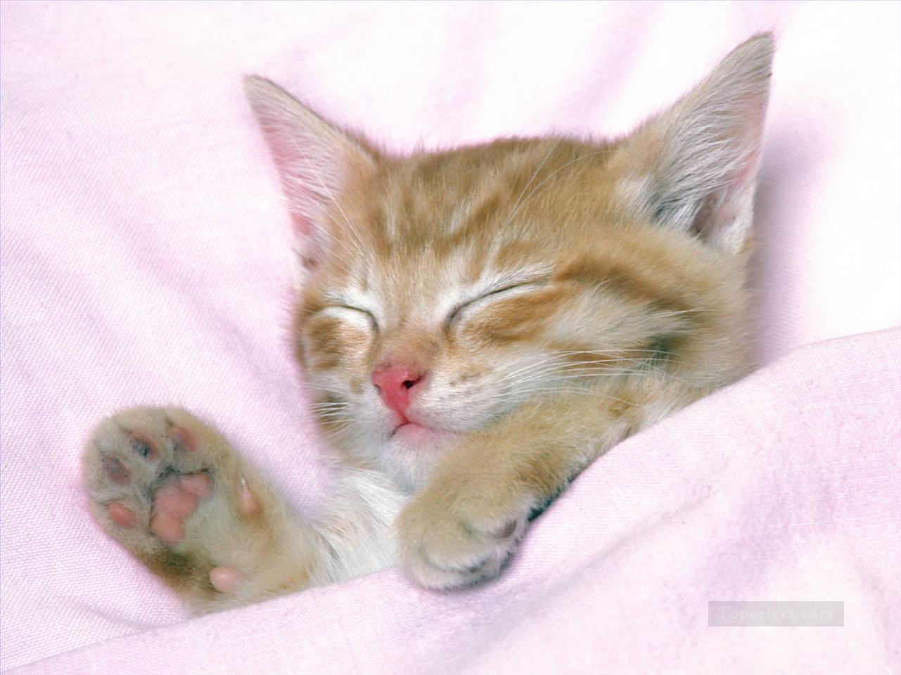 schläfrige Katze im Bett Ölgemälde